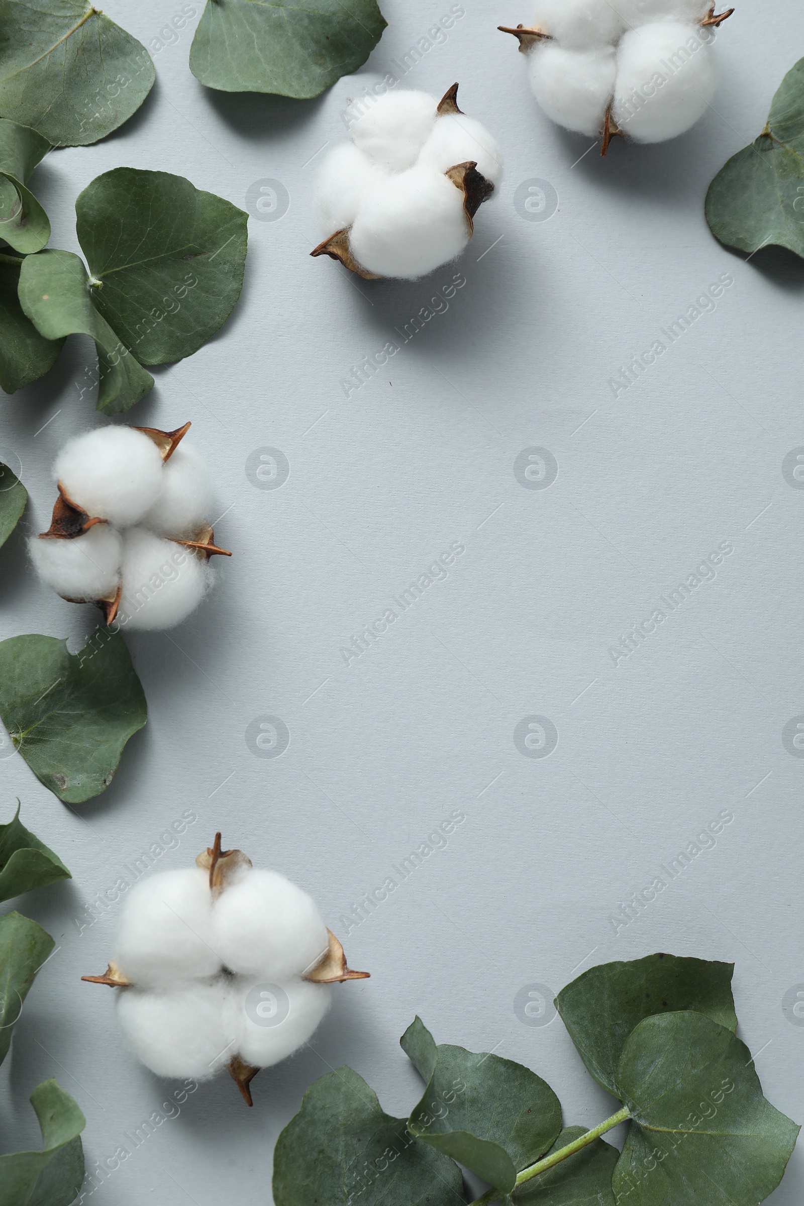 Photo of Cotton flowers and eucalyptus leaves on light grey background, flat lay. Space for text