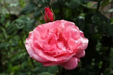 Photo of Beautiful pink rose flower with dew drops in garden, closeup