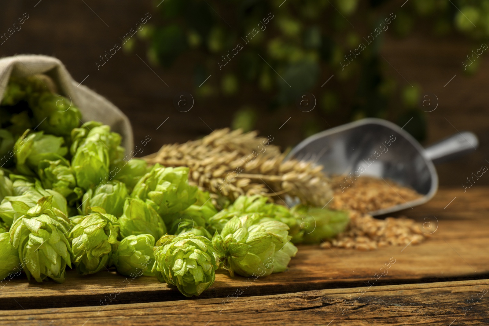 Photo of Fresh green hops, wheat grains and spikes on wooden table, closeup. Space for text