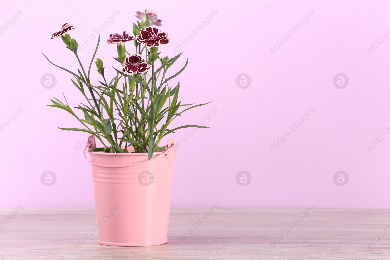 Photo of Beautiful flowers in pink pot on wooden table against violet background. Space for text