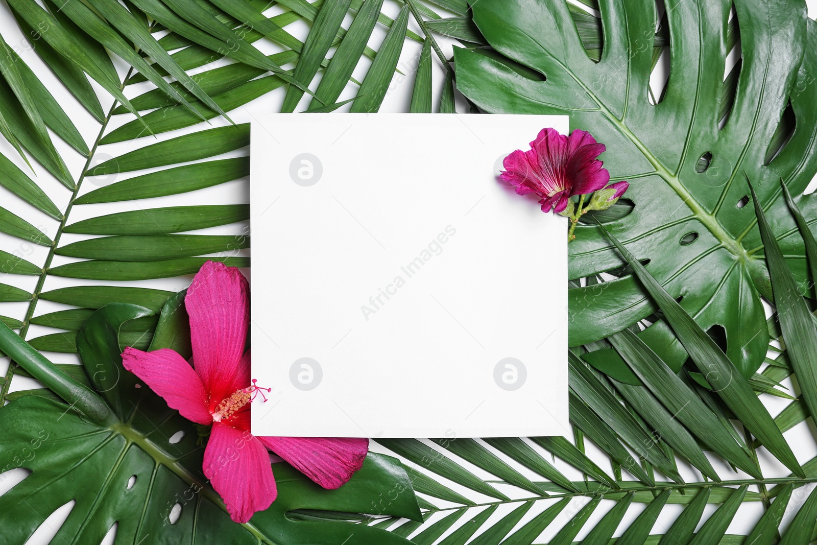 Photo of Flat lay composition with tropical leaves and Hibiscus flowers on white background. Space for text