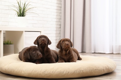 Chocolate Labrador Retriever puppies on pet pillow at home