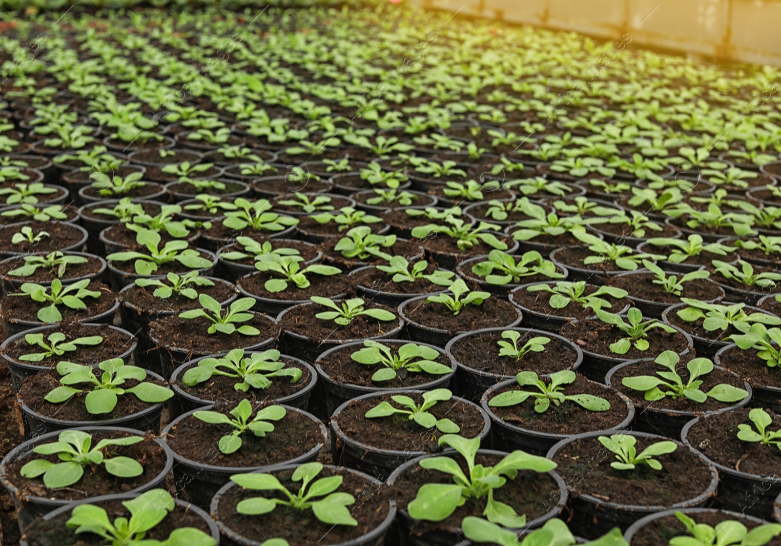 Photo of Many fresh green seedlings growing in pots with soil