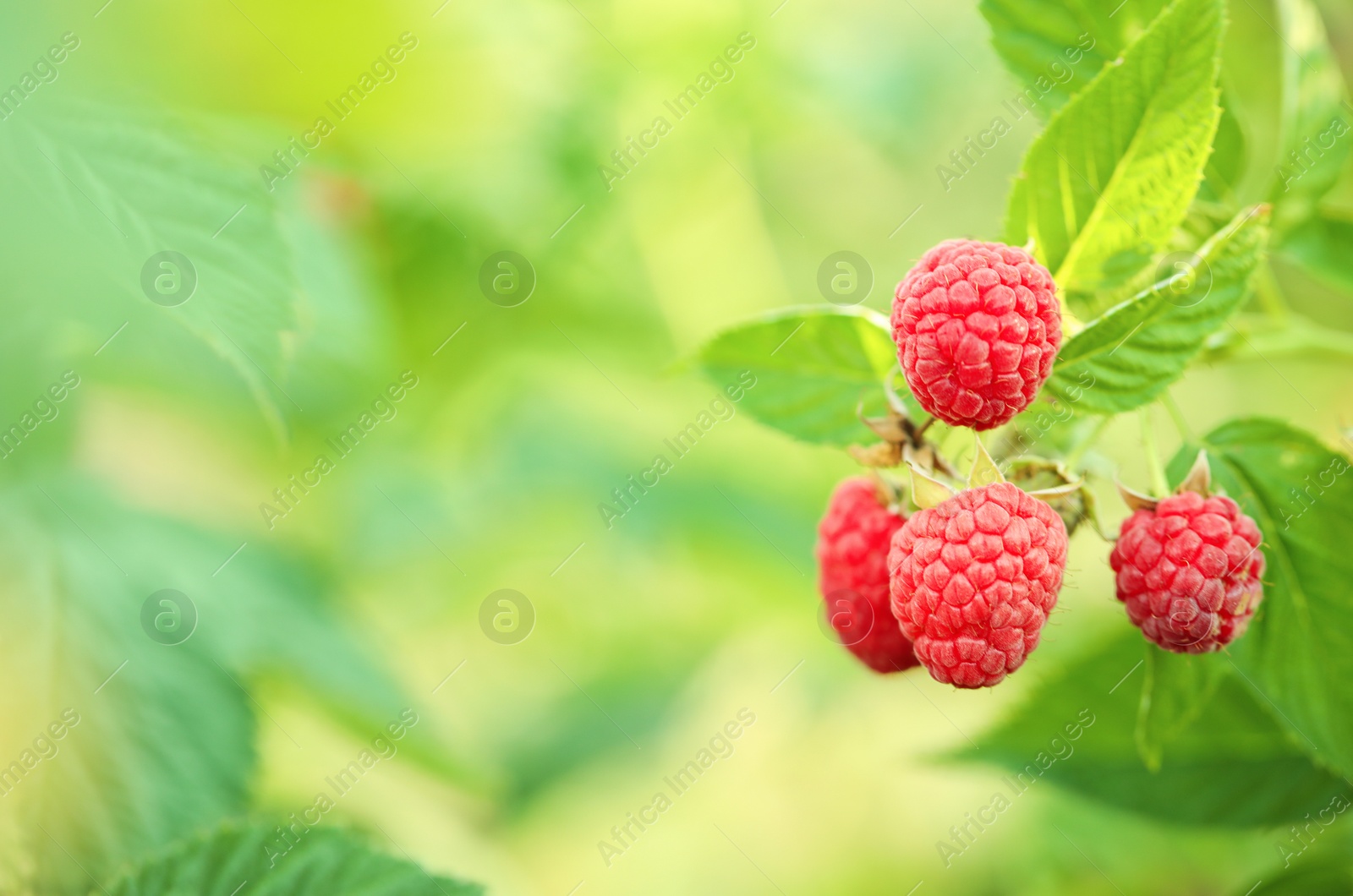 Photo of Raspberry bush with tasty ripe berries in garden, closeup