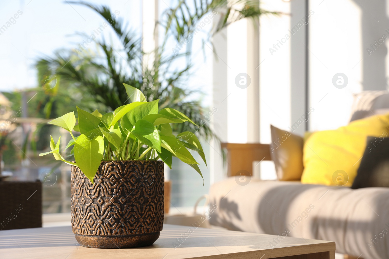 Photo of Green houseplant on table at indoor terrace