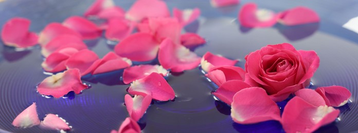 Photo of Pink roses and petals in bowl with water, closeup