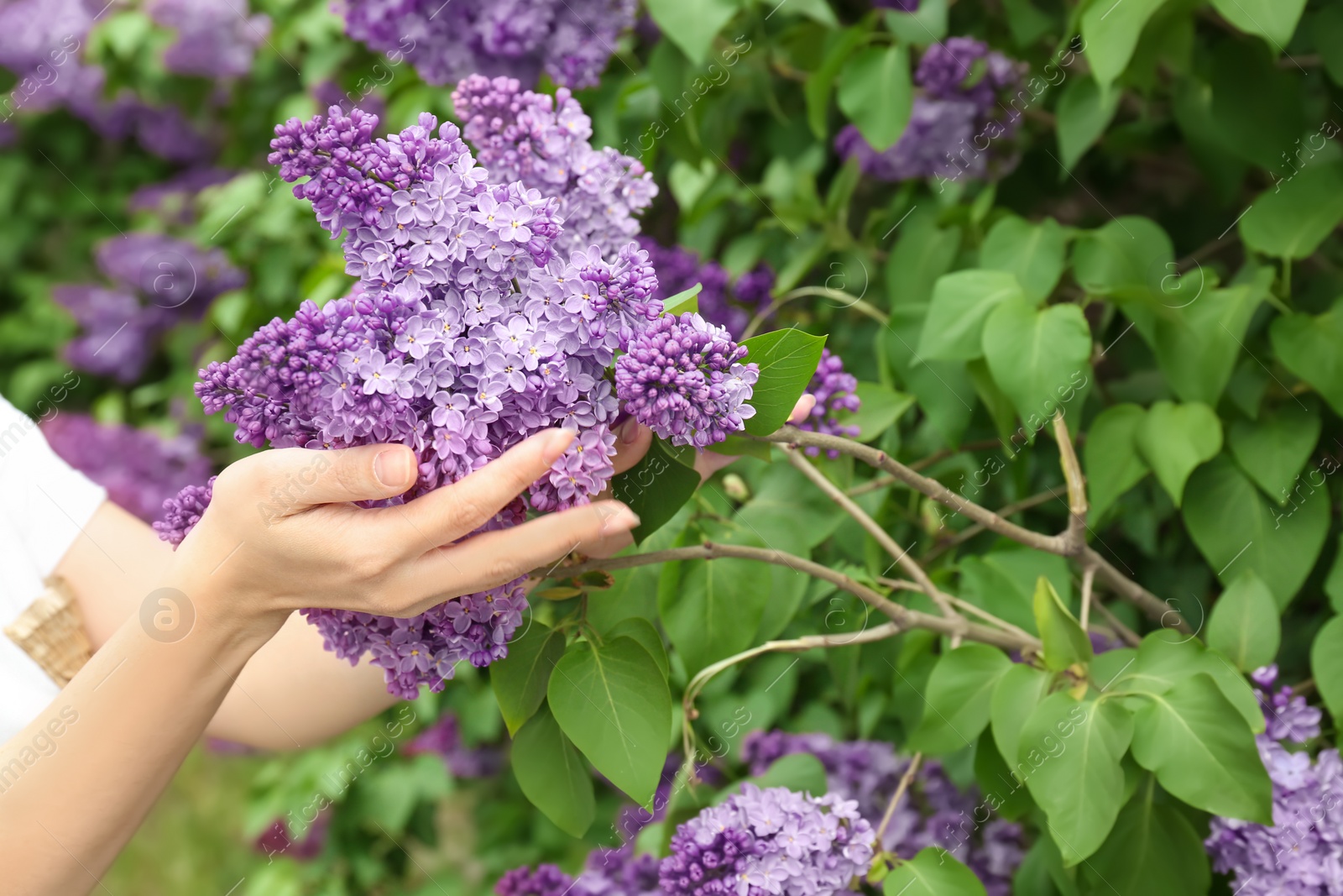 Photo of Young woman with blossoming lilac outdoors on spring day