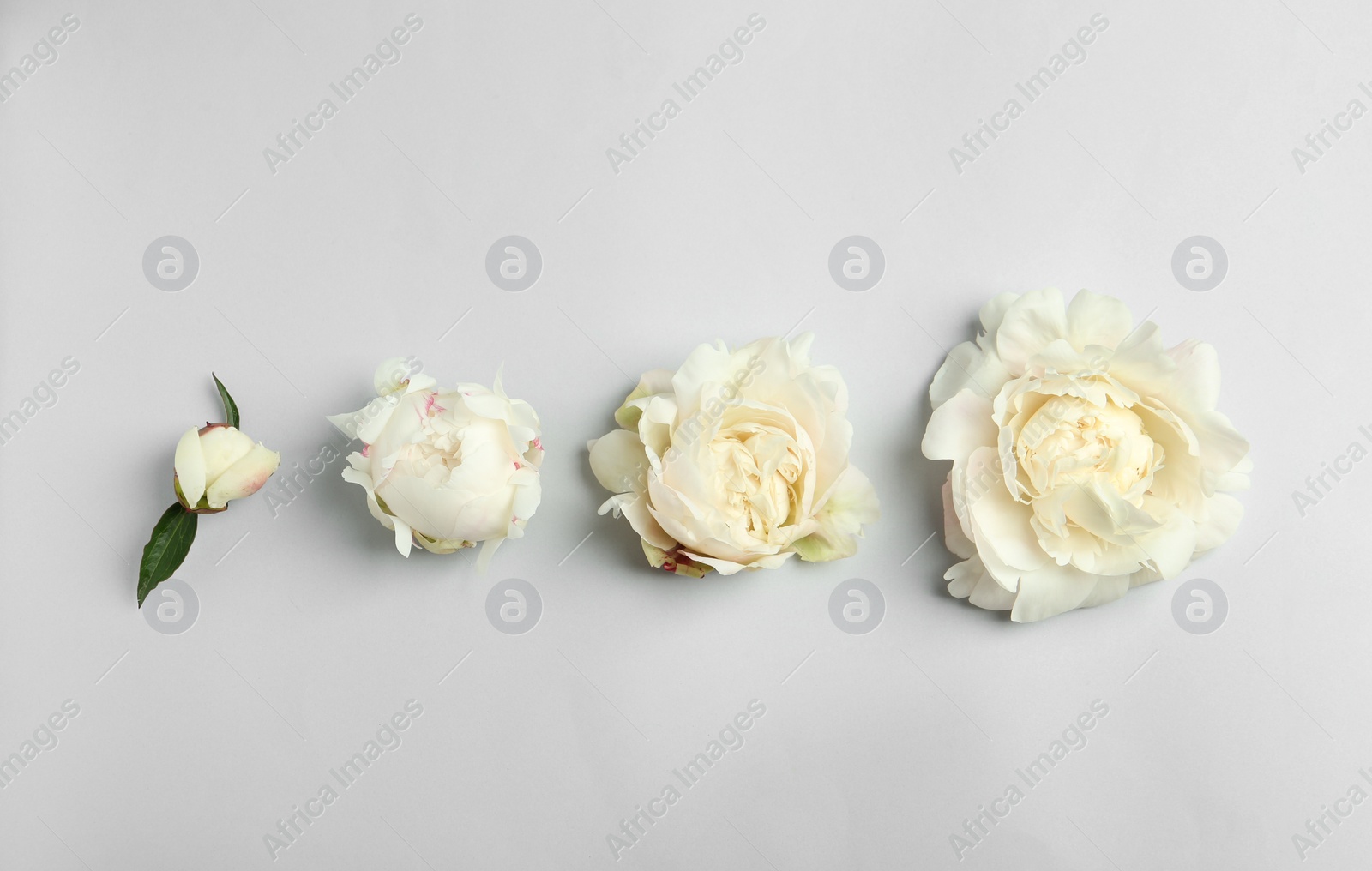 Photo of Beautiful white peonies on light grey background, flat lay