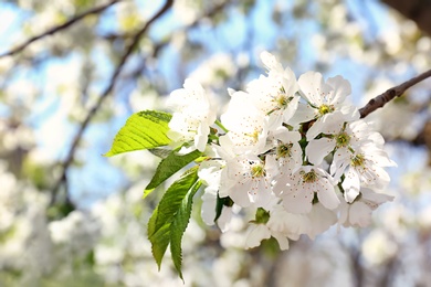 Branch of beautiful blossoming tree on sunny spring day outdoors