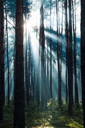 Majestic view of forest with sunbeams shining through trees in morning