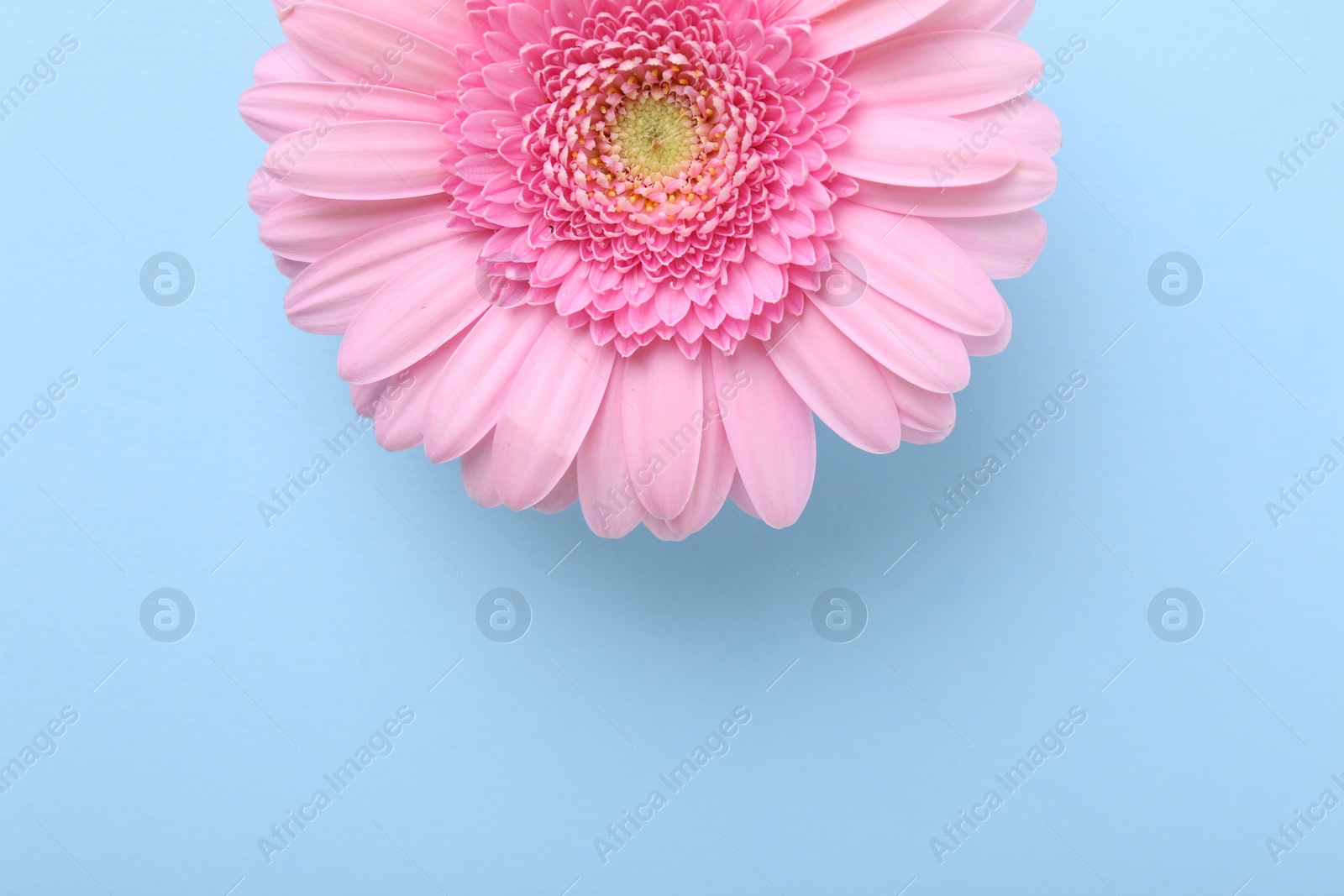 Photo of One beautiful pink gerbera flower on light blue background, top view. Space for text