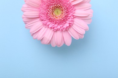 One beautiful pink gerbera flower on light blue background, top view. Space for text