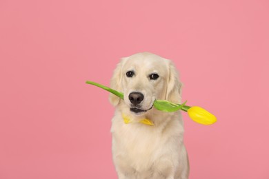 Photo of Cute Labrador Retriever dog holding yellow tulip flower on pink background