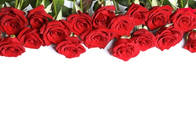 Photo of Beautiful red rose flowers on white background, top view