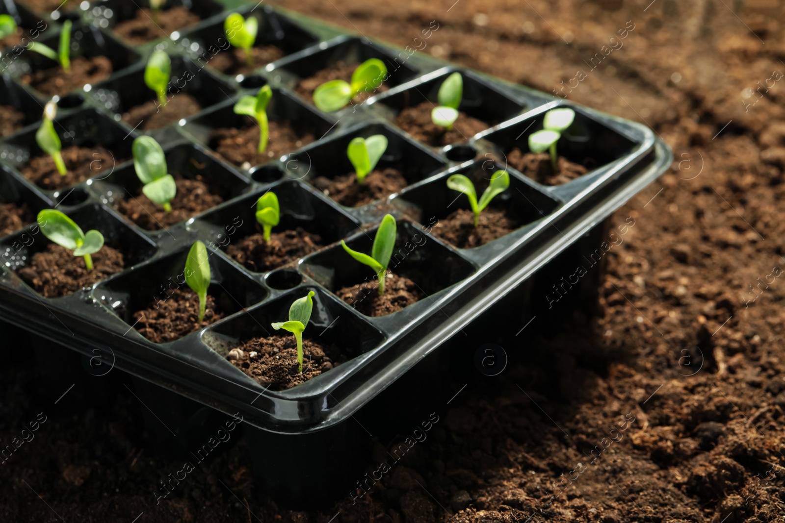 Photo of Seedling tray with young vegetable sprouts on ground outdoors