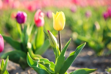 Photo of Closeup view of beautiful fresh tulip with water drops on field, space for text. Blooming spring flowers