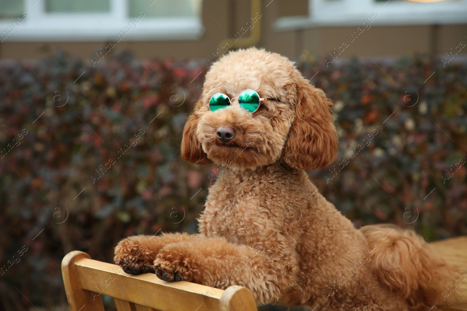 Photo of Cute fluffy dog with sunglasses in outdoor cafe