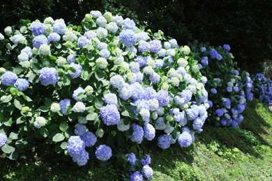 Photo of Beautiful hortensia flowers growing in park on sunny day