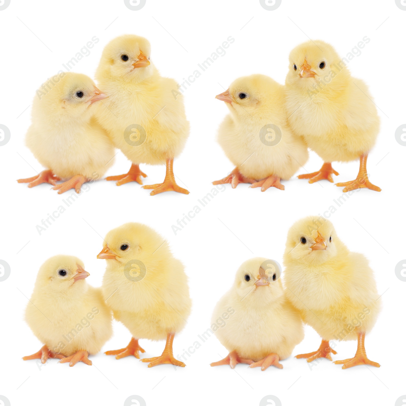 Image of Collage with small cute baby chickens isolated on white