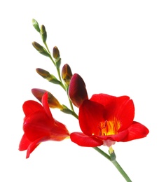 Photo of Beautiful freesia flower on white background