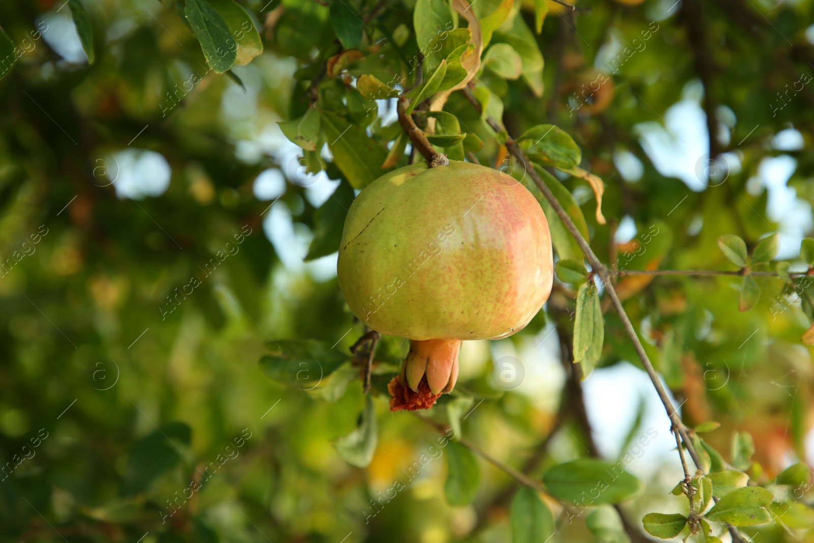 Photo of Unripe pomegranate growing on tree outdoors, closeup