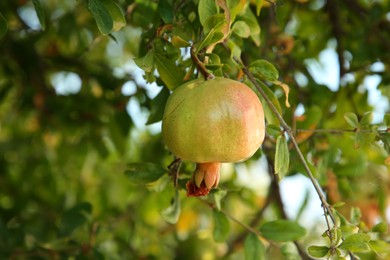 Unripe pomegranate growing on tree outdoors, closeup