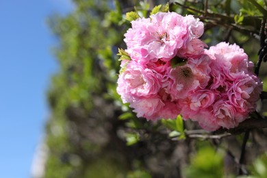 Closeup view of dwarf flowering almond with beautiful pink blossom outdoors on sunny spring day