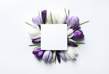 Beautiful spring crocus flowers and card on white background, top view. Space for text