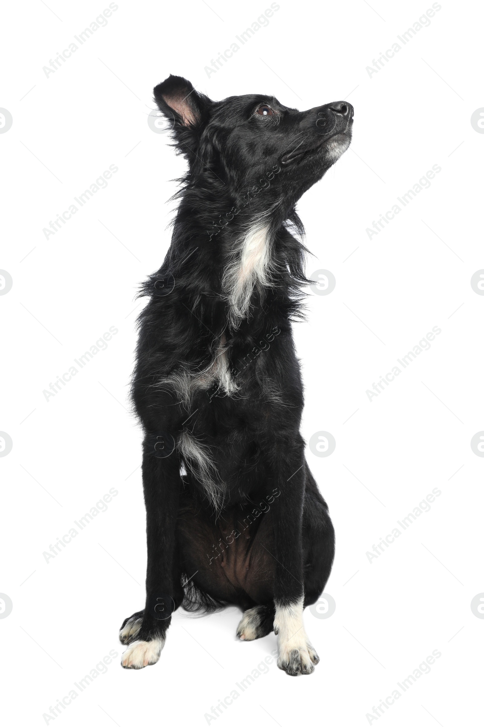 Photo of Cute long haired dog on white background