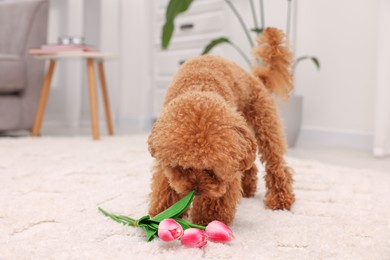 Cute Maltipoo dog with bouquet of beautiful tulips at home. Lovely pet