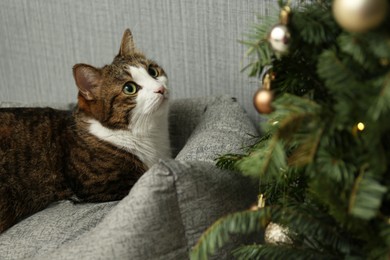 Photo of Cute cat on pet bed near Christmas tree at home