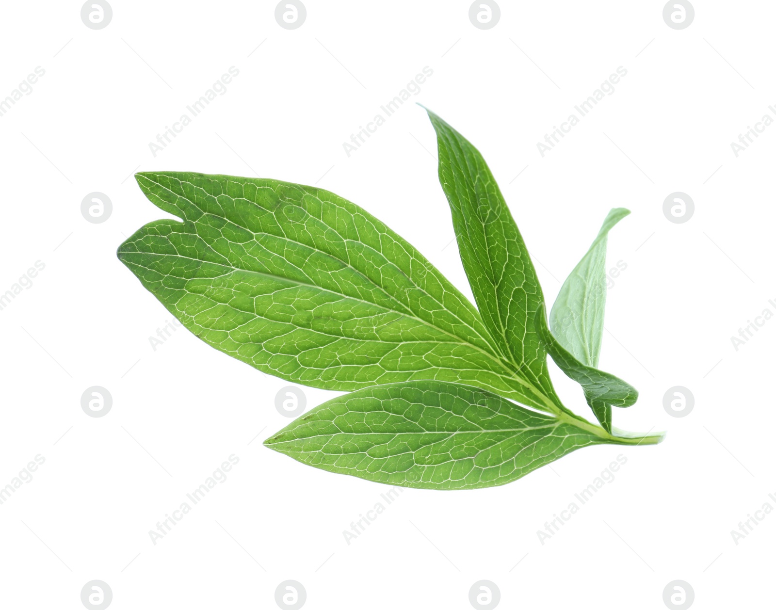 Photo of Fresh leaves of peony plant isolated on white