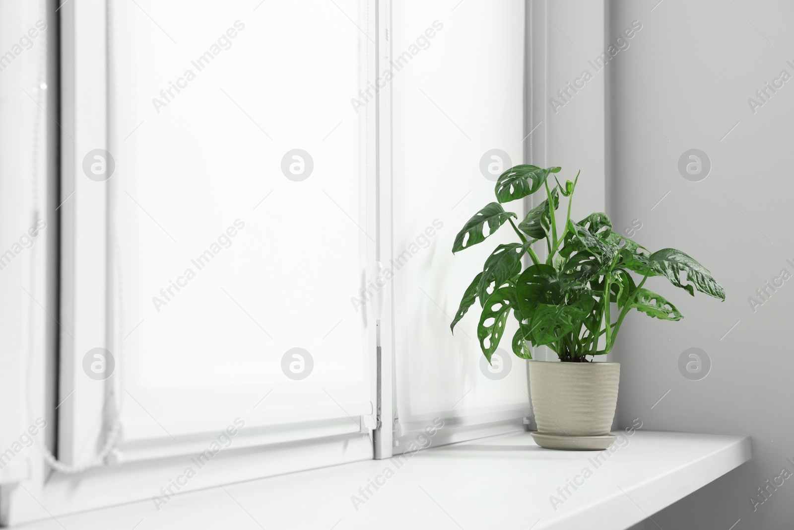 Photo of Window with blinds and potted Epipremnum plant on sill indoors