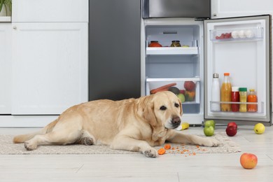 Cute Labrador Retriever eating carrot near refrigerator in kitchen