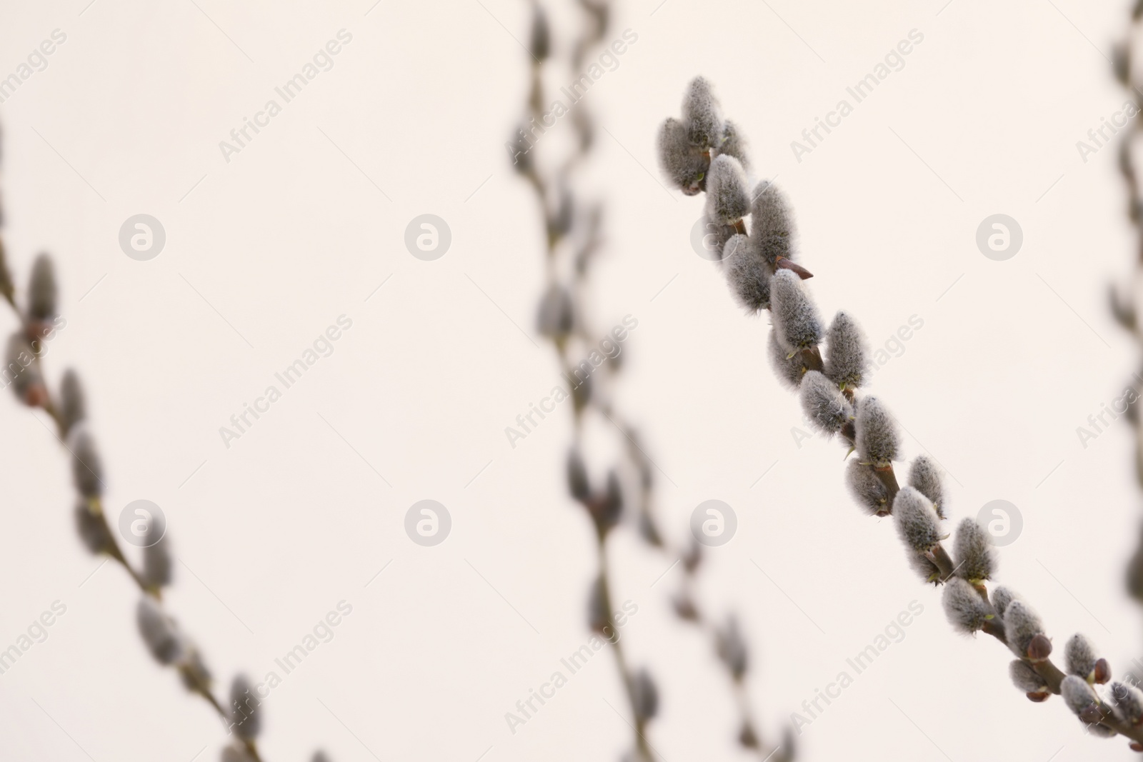 Photo of Beautiful fluffy catkins on willow tree outdoors, closeup. Space for text