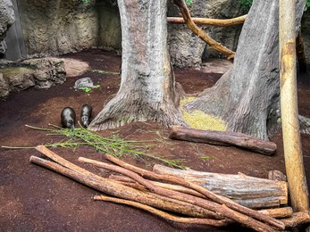 Beautiful fluffy Cuban hutias in zoo enclosure