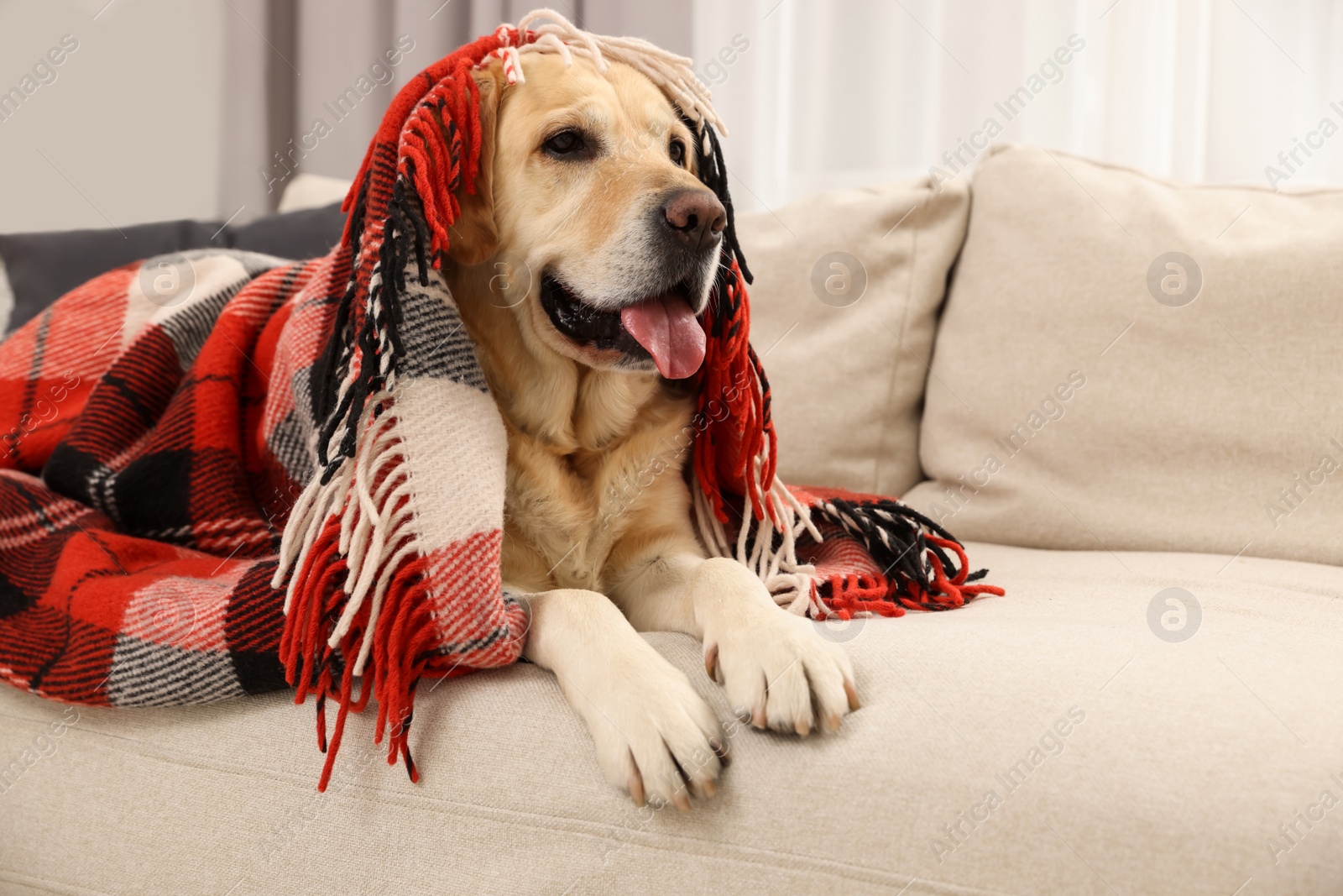 Photo of Cute Labrador Retriever with plaid on sofa at home, space for text