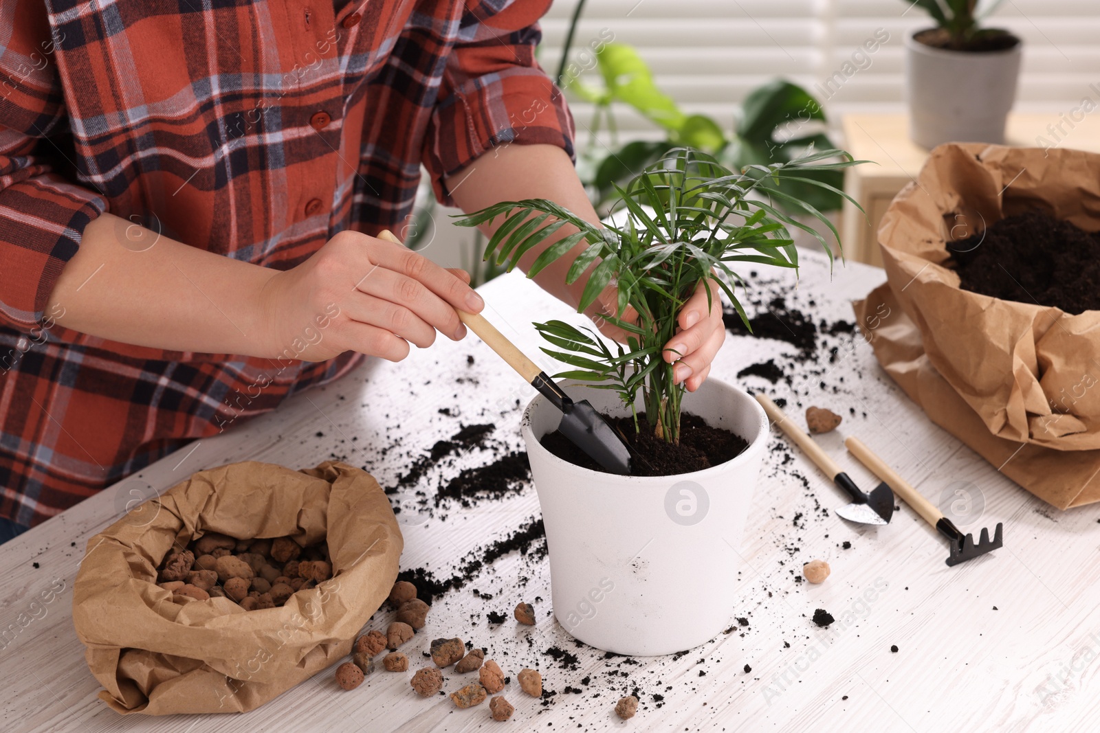 Photo of Woman transplanting houseplant at white table indoors, closeup