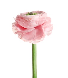 Photo of Beautiful ranunculus flower on white background