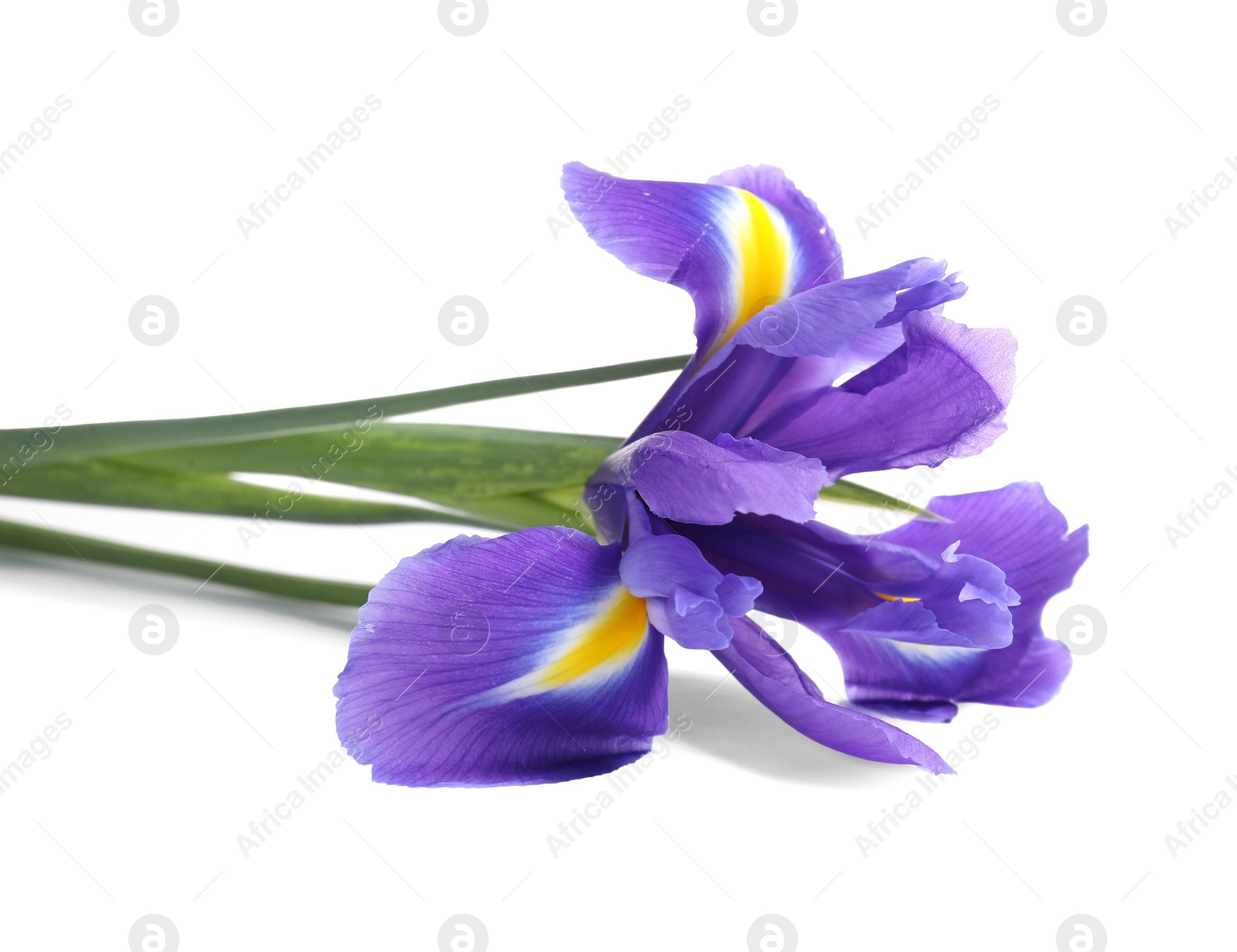 Photo of Beautiful violet iris flower isolated on white