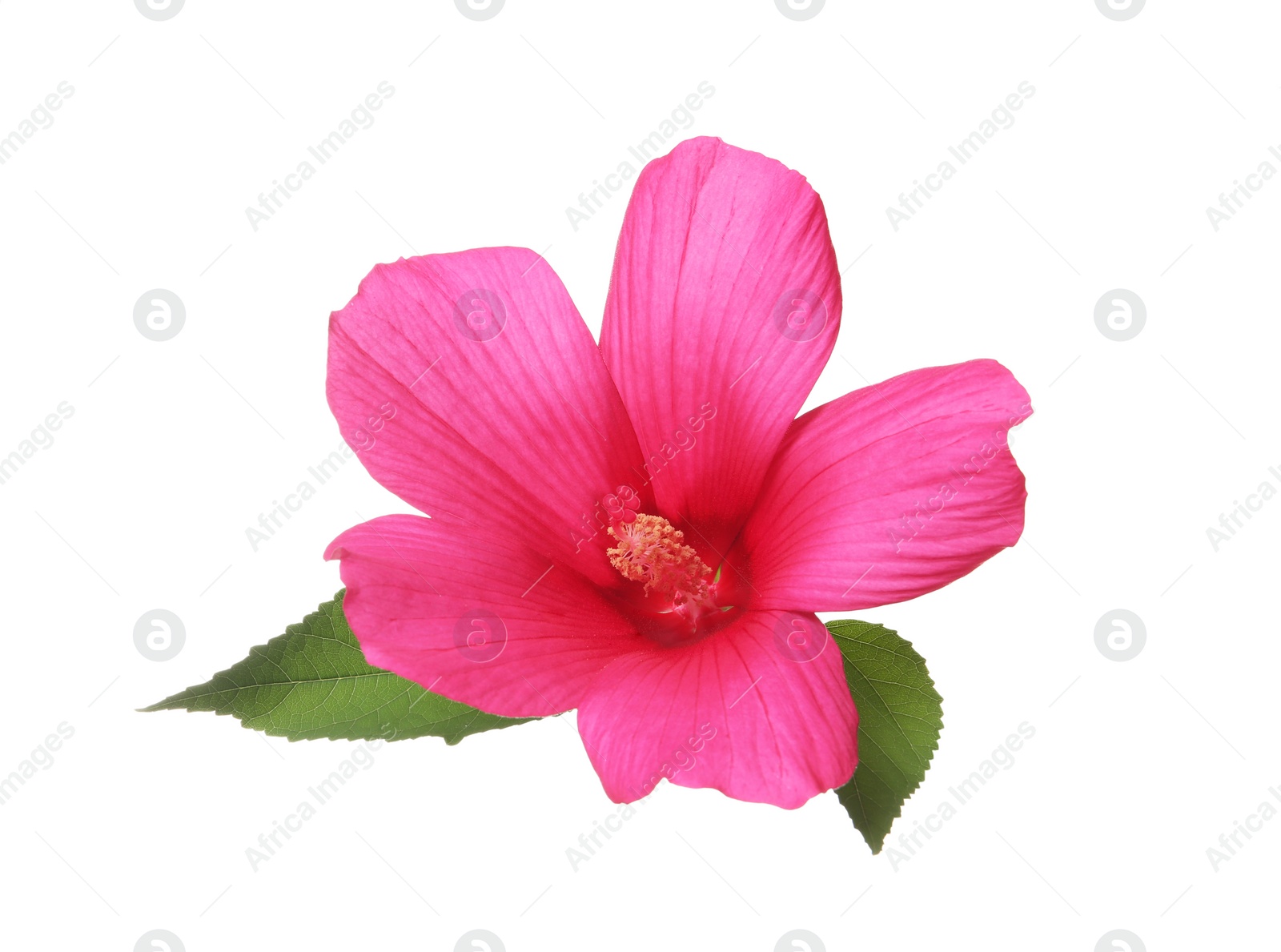 Photo of Beautiful tropical Hibiscus flower on white background