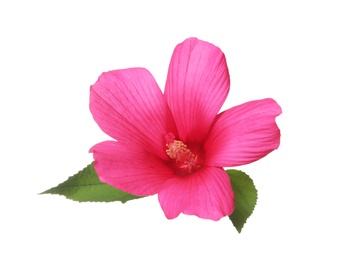 Photo of Beautiful tropical Hibiscus flower on white background