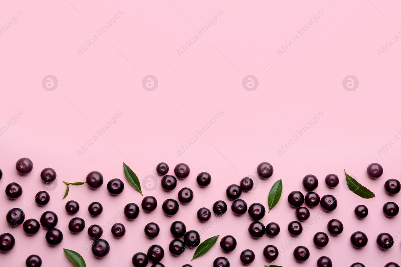 Photo of Fresh acai berries and green leaves on pink background, flat lay. Space for text