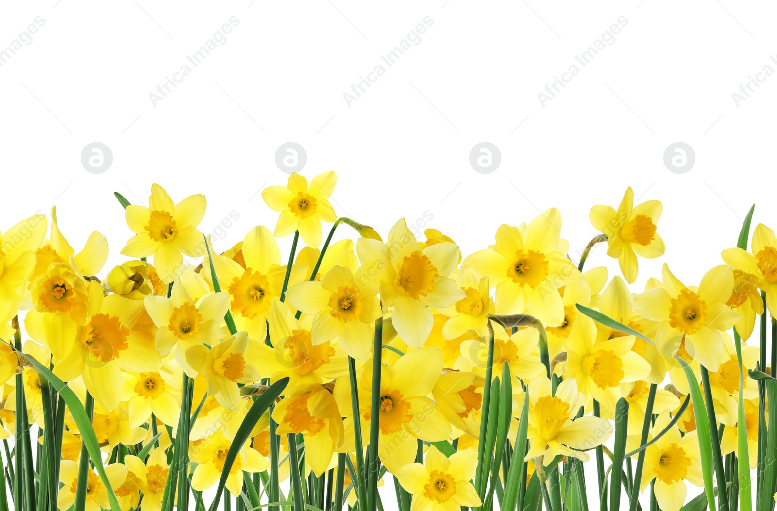 Image of Many beautiful yellow daffodils on white background