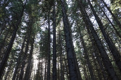 Picturesque view of beautiful coniferous forest with tall trees