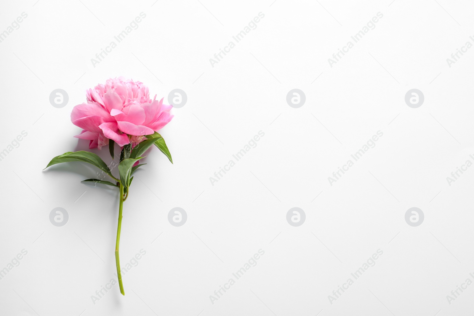 Photo of Beautiful fragrant peony flower on white  background