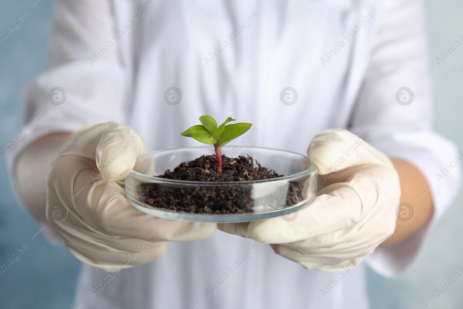 Photo of Scientist holding Petri dish with soil and sprouted plant, closeup. Biological chemistry