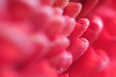 Photo of Beautiful red Dahlia flower as background, macro view