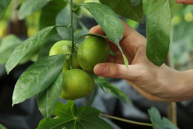 Photo of Woman picking ripe lemon from branch outdoors, closeup