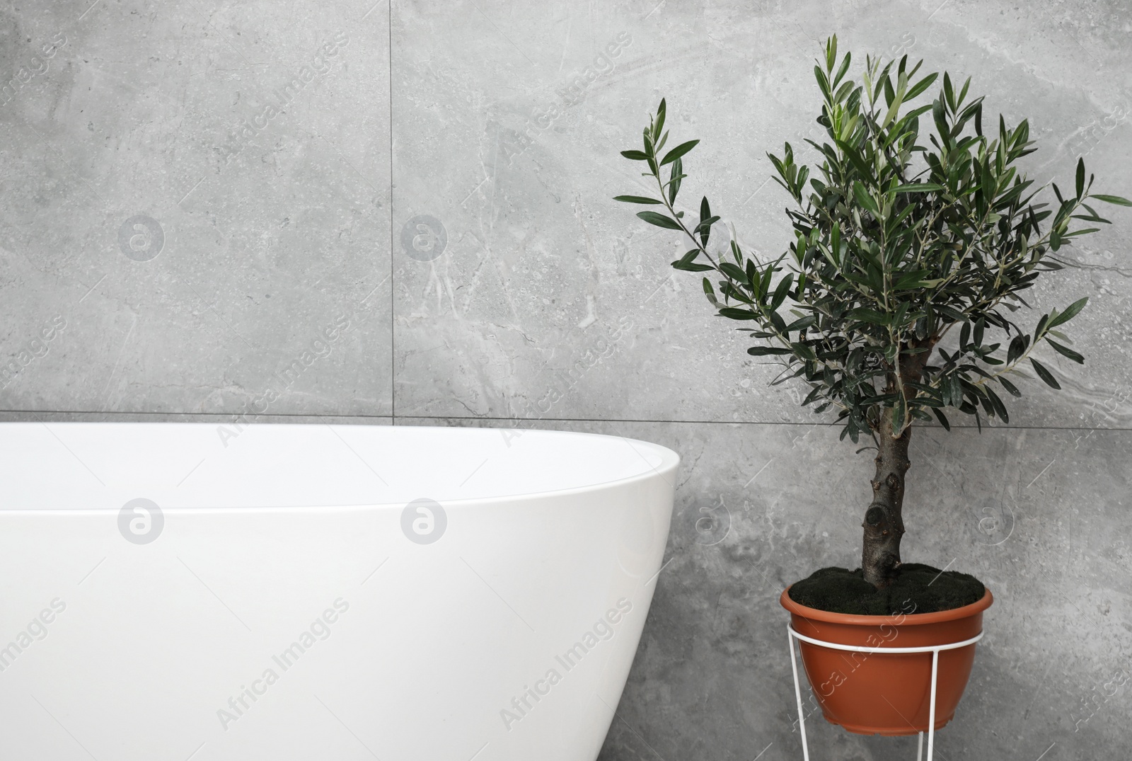 Photo of Beautiful young potted olive tree near tub in bathroom. Interior design